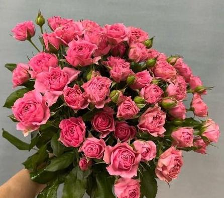 Малиновая кустовая роза Пинк Деменшн
